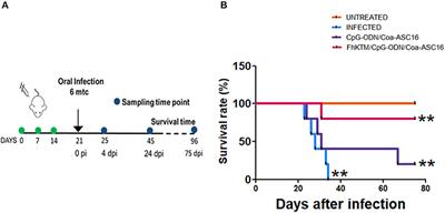 A Vaccine Based on Kunitz-Type Molecule Confers Protection Against Fasciola hepatica Challenge by Inducing IFN-γ and Antibody Immune Responses Through IL-17A Production